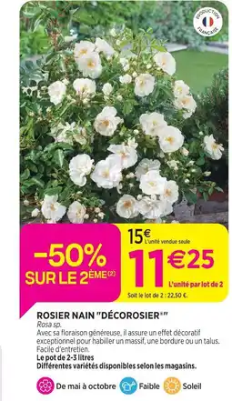 Delbard Décorosier rosier nain décorosier offre