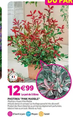 Delbard Photinia pink marble offre