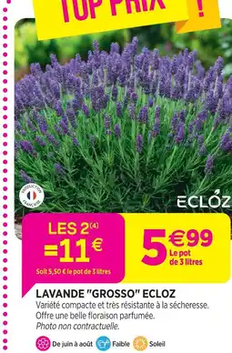 Delbard Ecloz lavande grosso ecloz offre