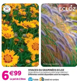 Delbard Ecloz vivaces ou graminées ecloz offre