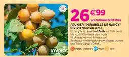 Delbard Invivo nous on sème prunier mirabelle de nancy invivo nous on sème offre