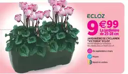 Delbard Ecloz jardinière de cyclamen victoria ecloz offre