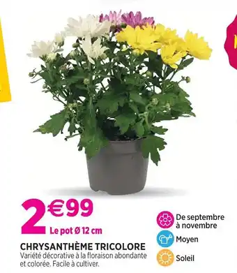 Chrysanthème tricolore