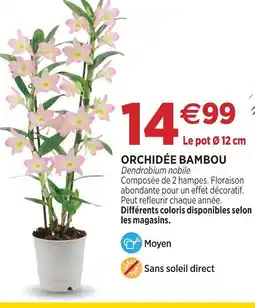 Delbard Orchidée bambou offre