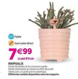 Delbard Rhipsalis offre