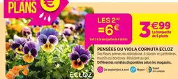 Delbard Ecloz pensées ou viola cornuta ecloz offre