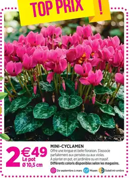Delbard Mini-cyclamen offre