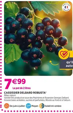 Delbard Delbard robusta cassissier delbard robusta offre