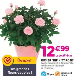 Delbard Rosier infinity rose offre