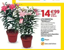 Delbard Lys oriental roselily offre