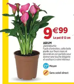 Delbard Arum offre
