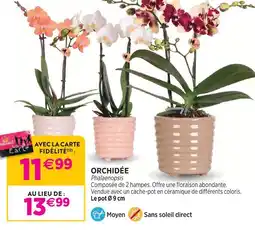 Delbard Orchidée offre