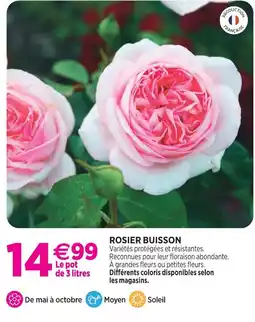 Delbard Rosier buisson offre