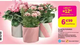 Delbard Ecloz plantes fleuries ecloz offre