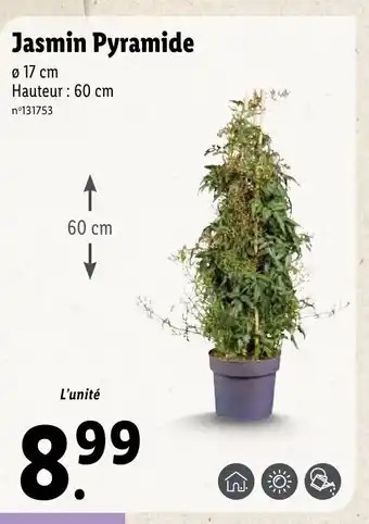 Lidl Jasmin Pyramide offre