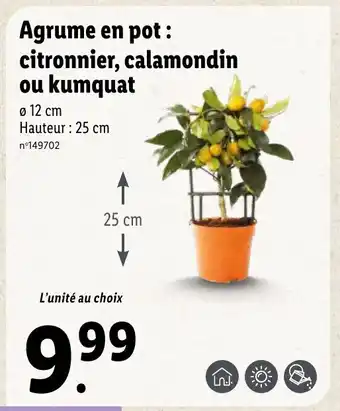 Agrume en pot : citronnier, calamondin ou kumquat