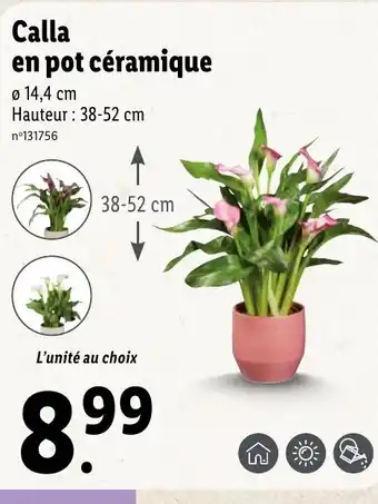 Lidl Calla en pot céramique offre