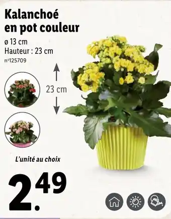Lidl Kalanchoé en pot couleur offre