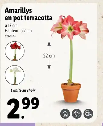 Amarillys en pot terracotta