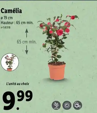 Lidl Camélia offre