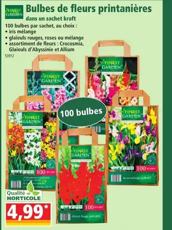 Norma Bulbes de Fleurs Printanières offre