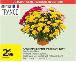 Carrefour Market Chrysanthème Pomponnette Arlequin offre
