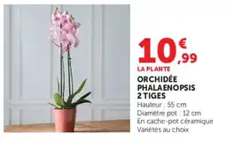 Hyper U ORCHIDÉE PHALAENOPSIS offre