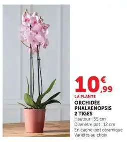 Super U ORCHIDÉE PHALAENOPSIS offre