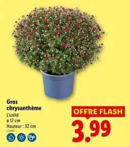 Lidl Gros chrysanthème offre