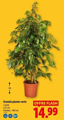 Lidl Grande plante verte offre