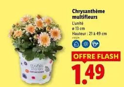 Lidl SEASONAL COLOURS Chrysanthème offre