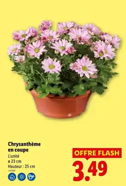 Lidl Chrysanthème en coupe offre