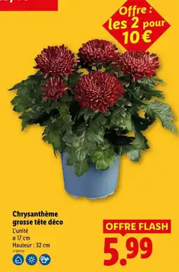 Lidl Chrysanthème grosse tête déco offre