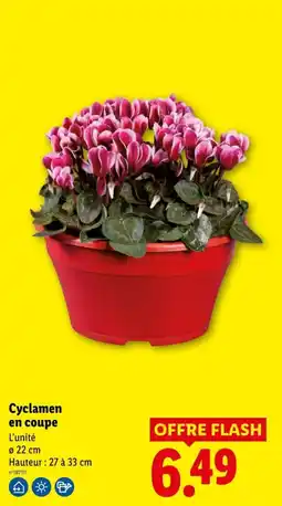 Lidl Cyclamen en coupe offre