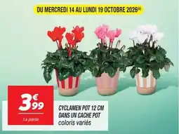 Netto CYCLAMEN offre