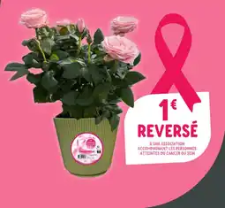 Point Vert Rosier Mini offre