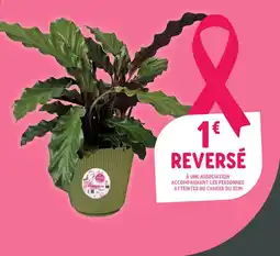 Point Vert Plante Verte offre