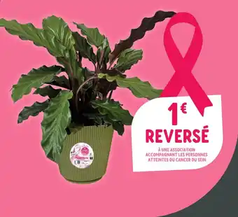Plante Verte