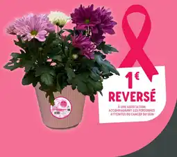 Point Vert Chrysanthème offre