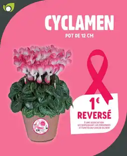 Point Vert CYCLAMEN offre