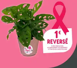 Point Vert Plante Verte offre