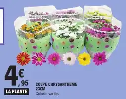 E.Leclerc COUPE CHRYSANTHEME offre