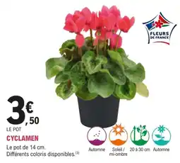 E.Leclerc Jardi FLEURS DE FRANCE CYCLAMEN offre