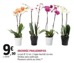 E.Leclerc Jardi ORCHIDÉE PHALAENOPSIS offre