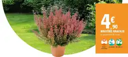 E.Leclerc Jardi BRUYÈRE GRACILIS offre