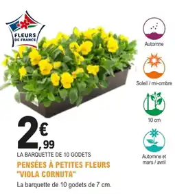 E.Leclerc Jardi FLEURS DE FRANCE PENSÉES À PETITES FLEURS "VIOLA CORNUTA" offre