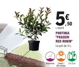 E.Leclerc Jardi Photinia "fraseri red robin" offre