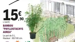 E.Leclerc Jardi Bambou "phyllostachys aurea" offre