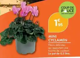 Point Vert MINI CYCLAMEN offre