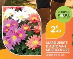 Point Vert Marguerite d'automne multicolore offre